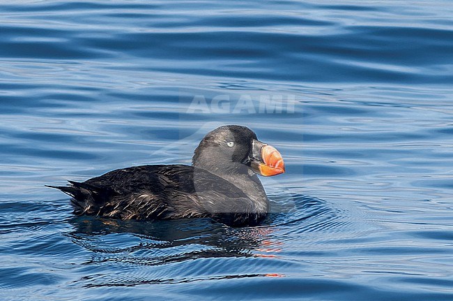 Tufted puffin (Fratercula cirrhata) at sea off the coast of the United States. Adult nonbreeding. stock-image by Agami/Steve Howell,