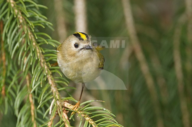 Goldcrest - Wintergoldhähnchen - Regulus regulus ssp. regulus, Germany stock-image by Agami/Ralph Martin,