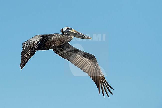 Subadult Brown Pelican (Pelecanus occidentalis) in full breeding plumage flying along the coast of Galveston County, Texas, during spring. stock-image by Agami/Brian E Small,