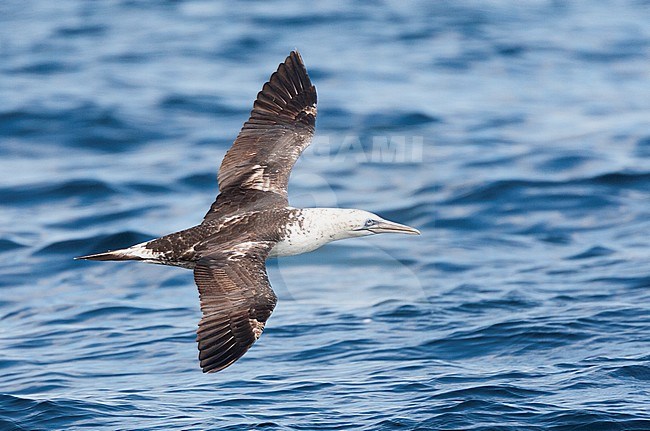 Second-year Northern Gannet (Morus bassanus) in flight off Cornwall, Great Britain. stock-image by Agami/Marc Guyt,