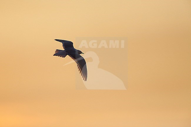 Adult Ross's Gull (Rhodostethia rosea) in summer plumage at a breeding colony in the Indigirka delta on the tundra of Siberia, Russia. In flight against the light. stock-image by Agami/Chris van Rijswijk,