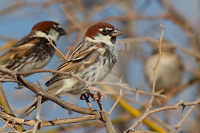 Spanish Sparrow, Male, Boavista, Cape Verde (Passer hispaniolensis) stock-image by Agami/Saverio Gatto,