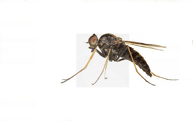 Black Snipe Fly, Chrysopilus cristatus stock-image by Agami/Wil Leurs,
