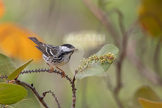 Male Blackpoll Warbler (Setophaga striata) perched on scrub in Dry Tortugas, USA stock-image by Agami/Helge Sorensen,