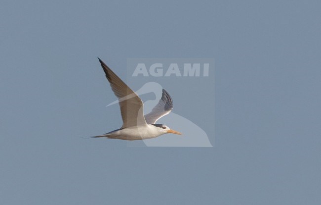 Bengaalse Stern in vlucht, Lesser Crested Tern in flight stock-image by Agami/David Monticelli,
