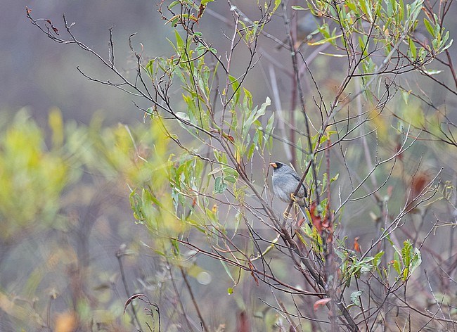 Grey-winged Inca Finch (Incaspiza ortizi) in northern Peru. stock-image by Agami/Pete Morris,