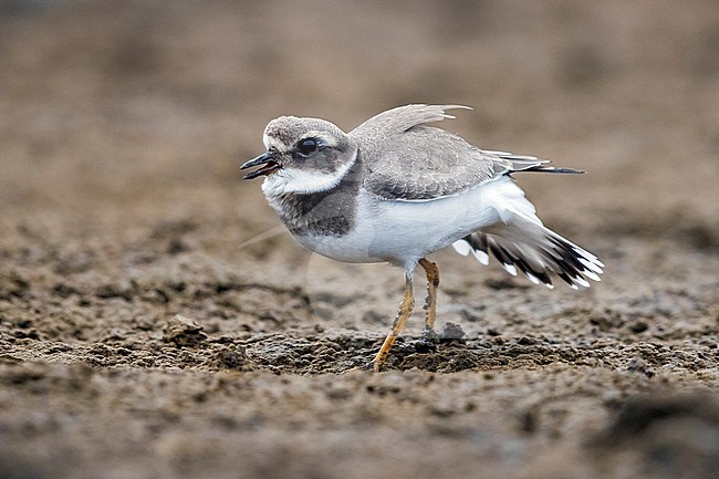 Common Ringed Plover with aggressive attitude to protect his small territory in Cabo da Praia, Terceira, Azores. October 5, 2017. stock-image by Agami/Vincent Legrand,