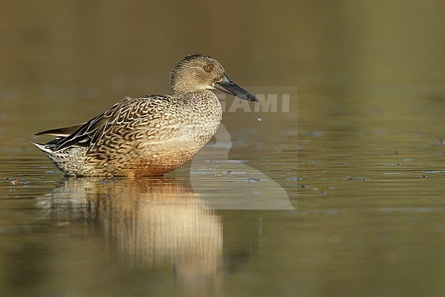 Adult female
Maricopa Co., AZ
January 2015 stock-image by Agami/Brian E Small,