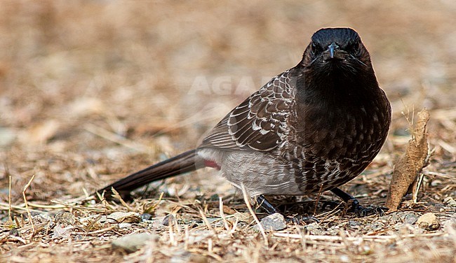 Adult Red-vented Bulbul (Pycnonotus cafer) standing on the ground, looking into the camera. stock-image by Agami/Marc Guyt,