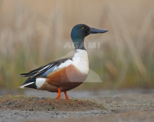 Mannetje Slobeend in zit; Male Northern Shoveler perched stock-image by Agami/Markus Varesvuo,