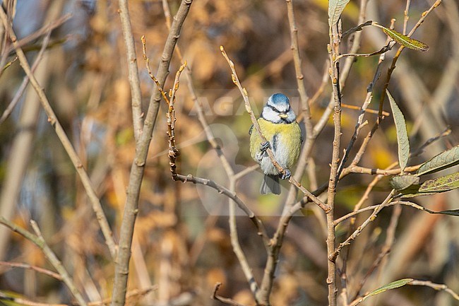 Blue Tit in a willow thicket during migration stock-image by Agami/Arnold Meijer,