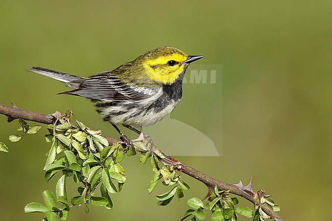 Adult male
Galveston Co., TX
April 2014 stock-image by Agami/Brian E Small,