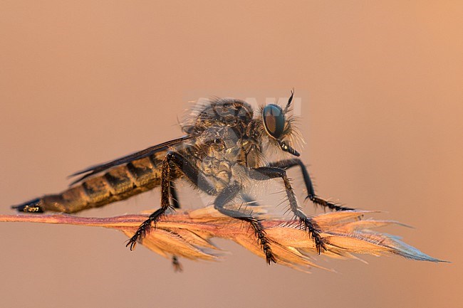 Machimus rusticus - Schlichte Raubfliege, Germany (Baden-Württemberg), imago, female stock-image by Agami/Ralph Martin,