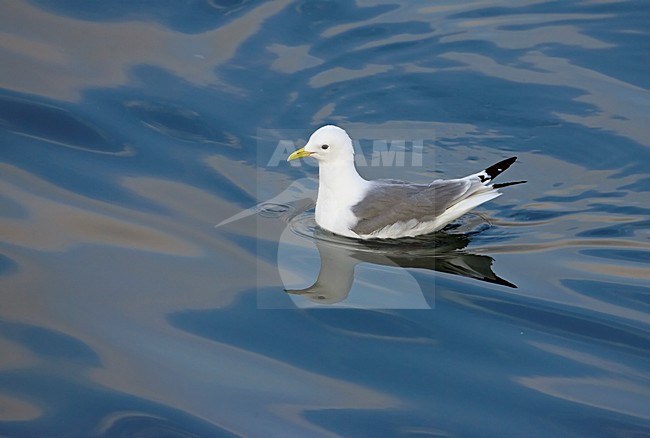 Zwemmende Drieteenmeeuw; Swimming Black-legged Kittiwake stock-image by Agami/Markus Varesvuo,