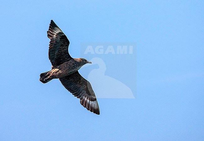 Great Skua (Stercorarius skua) in flight over the Dutch North Sea. stock-image by Agami/Marc Guyt,