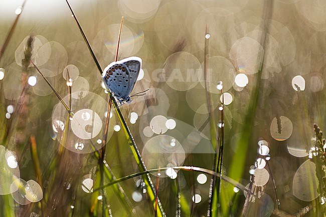 Heideblauwtje, Silver-studded Blue, Plebejus aragus stock-image by Agami/Wil Leurs,