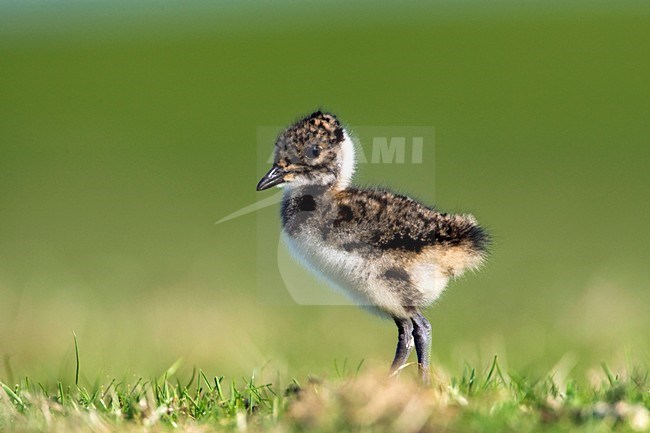 Kievit, Northern Lapwing, Vanellus vanellus stock-image by Agami/Marc Guyt,