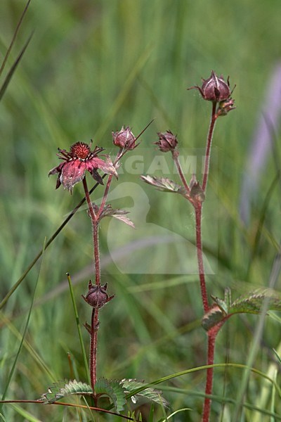 Wateraardbei; Marsh Cinquefoil stock-image by Agami/Arnold Meijer,