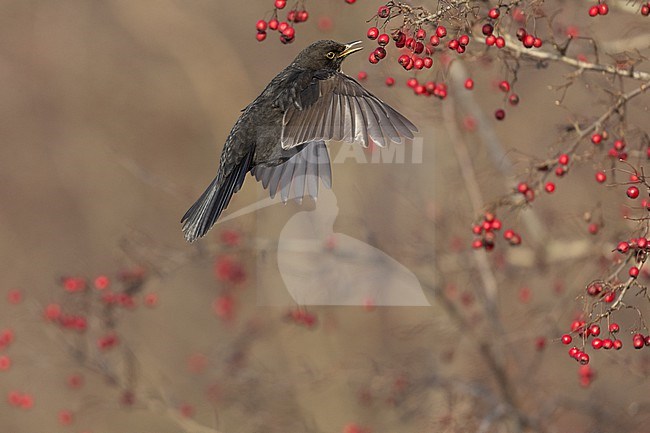 First-winter male Common Blackbird (Turdus merula) catching a berry on the wing at Rudersdal, Denmark stock-image by Agami/Helge Sorensen,