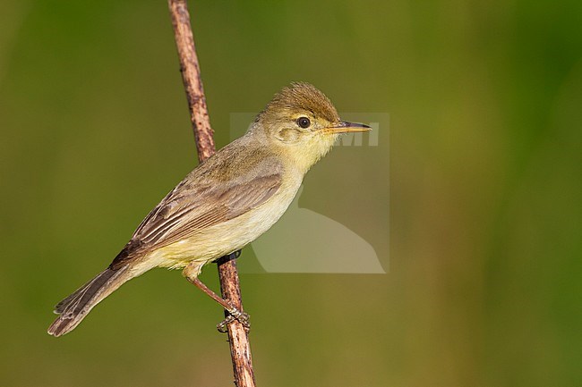 Orpheusspotvogel, Melodious Warbler; Hippolais polyglotta, Germany stock-image by Agami/Ralph Martin,