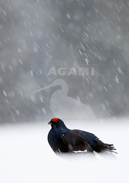 Mannetje Korhoen in een sneeuwbui, Male Black grouse in snowfall stock-image by Agami/Markus Varesvuo,