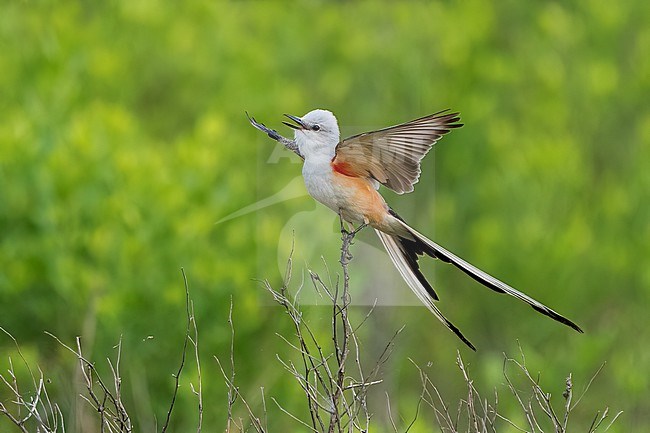 Adult
Galveston Co., TX
April 2022 stock-image by Agami/Brian E Small,