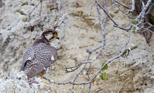 Mannetje Lannervalk zittend op rots, Male Lanner Falcon perched on rock stock-image by Agami/Markus Varesvuo,