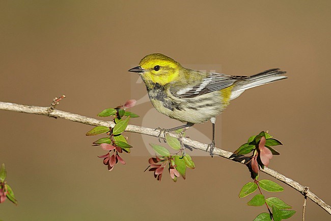 Adult female Black-throated Green Warbler, Setophaga virens
Galveston Co., TX stock-image by Agami/Brian E Small,