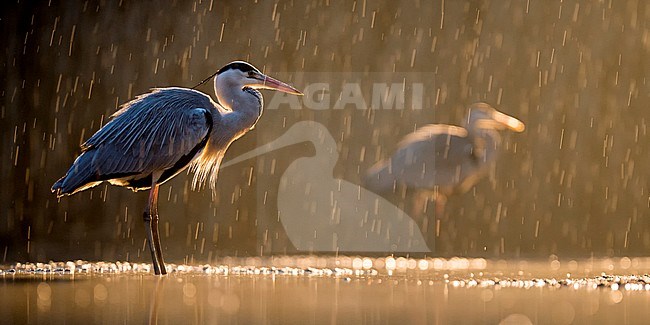 Vissende Blauwe Reiger in de nacht; Fishing Grey Heron during the night stock-image by Agami/Bence Mate,