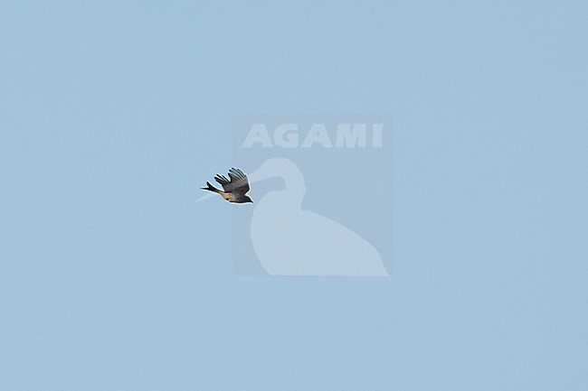 White-bellied Drongo (Dicrurus caerulescens) in flight at Khajuraho, India stock-image by Agami/Helge Sorensen,