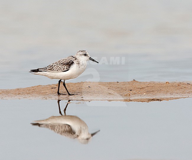 Sanderling (Calidris alba) in autumn on sand in water, Tarifa stock-image by Agami/Roy de Haas,