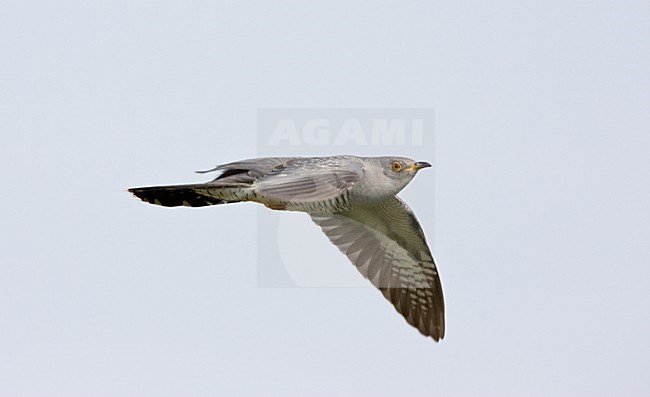 Vliegende Koekoek.Flying Common Cuckoo. stock-image by Agami/Ran Schols,