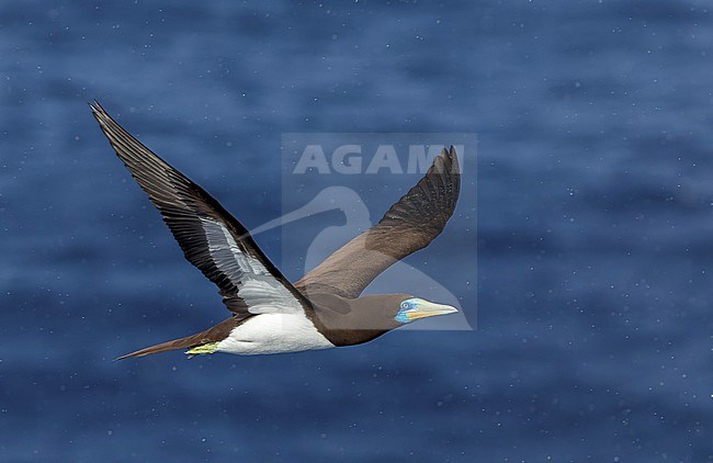 Adult Indo-Pacific Brown Booby (Sula leucogaster plotus) at sea in the Pacific Ocean, around the Solomon Islands. stock-image by Agami/Marc Guyt,