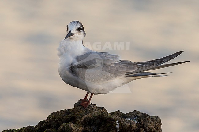 Onvolwassen Visdief in vlucht; Common Tern immature in flight stock-image by Agami/Daniele Occhiato,