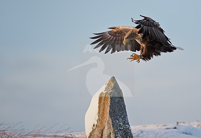 Zeearend volwassen landend; White-tailed Eagle adult landing stock-image by Agami/Markus Varesvuo,