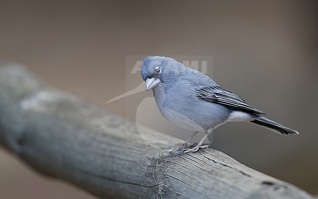 Tenerife Blue Chaffinch (Fringilla teydea) male perched at Tenerife, Canary Islands stock-image by Agami/Helge Sorensen,