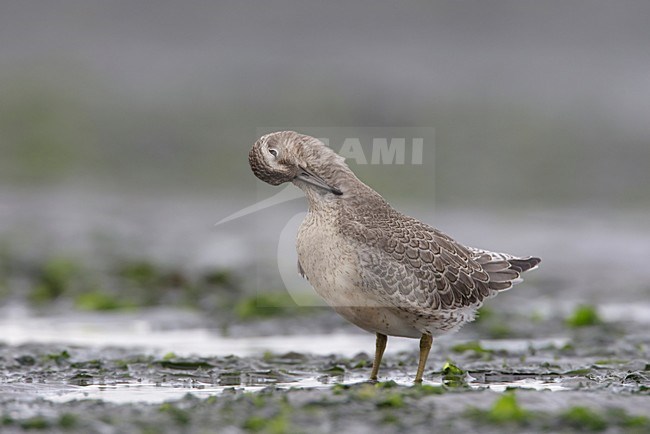 Juveniele Kanoet; Juvenile Red Knot stock-image by Agami/Arie Ouwerkerk,