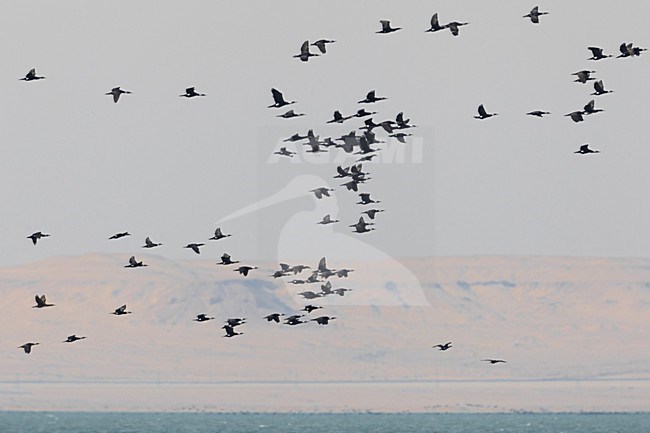 Aalscholver; Great Cormorant; Phalacrocorax carbo stock-image by Agami/Daniele Occhiato,