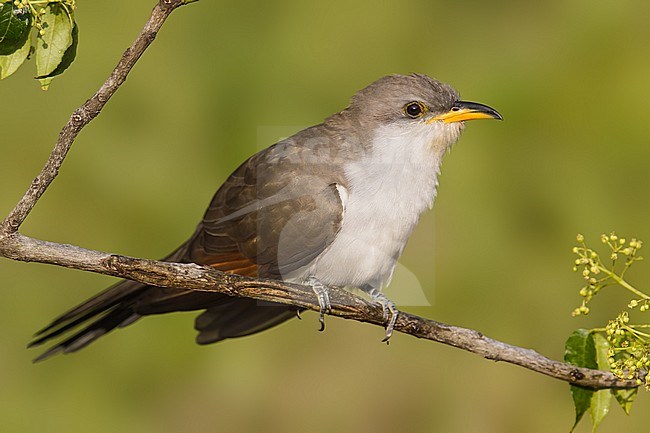 Adult
Galveston Co., TX
April 2013 stock-image by Agami/Brian E Small,