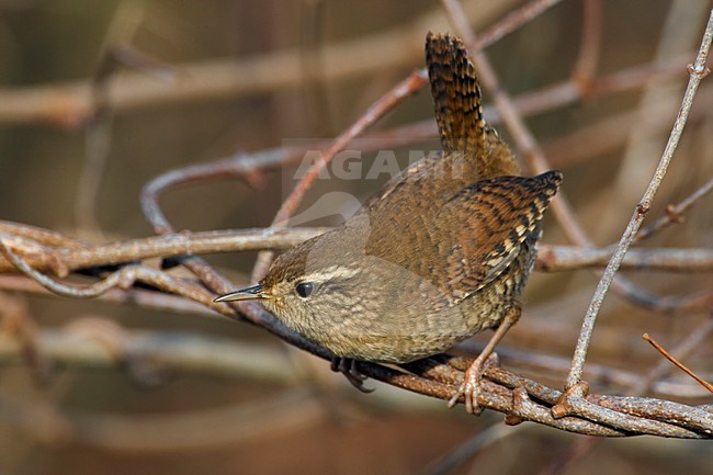 Winterkoning in de bosjes; Winter Wren in the scrub stock-image by Agami/Daniele Occhiato,