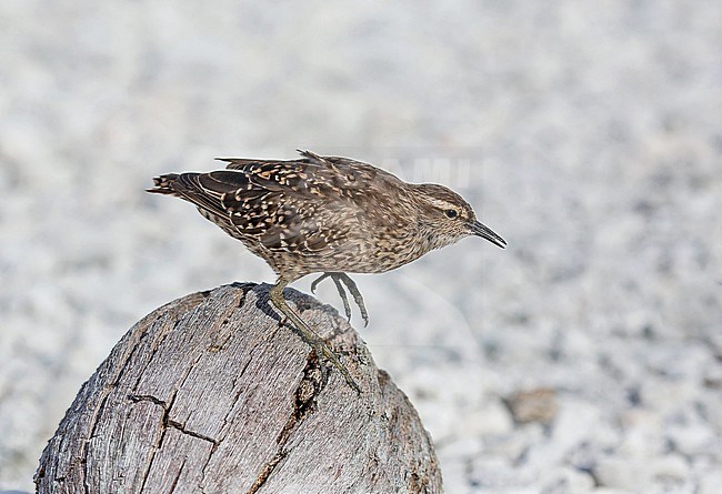 Tuamotu Sandpiper (Prosobonia parvirostris), an endemic wader native to the Tuamotu Islands in French Polynesia. stock-image by Agami/Pete Morris,