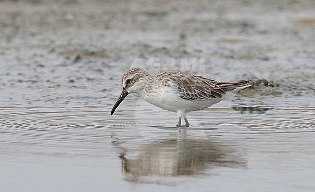 Broad-billed Sandpiper (Limicola falcinellus sibirica) wading in salt pans of Khok Kham in Thailand. stock-image by Agami/Brian Sullivan,