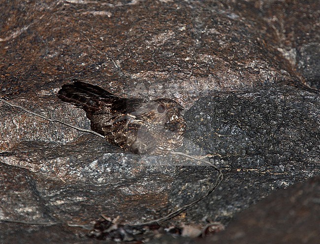 Blackish Nightjar (Nyctipolus nigrescens) roosting on the ground. stock-image by Agami/Andy & Gill Swash ,