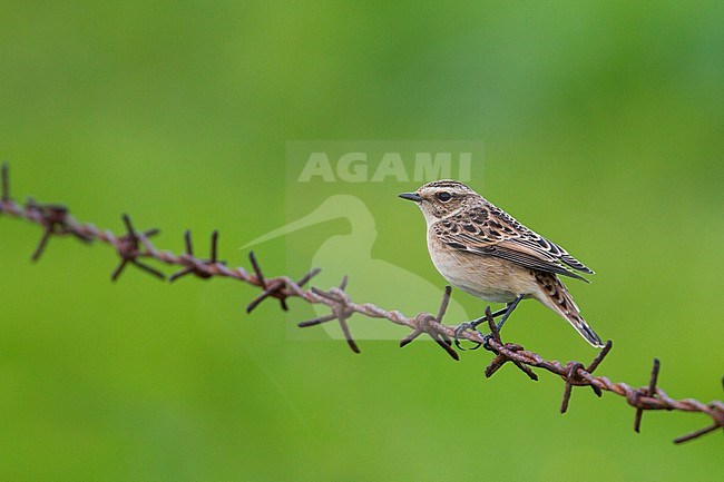 Whinchat - Braunkehlchen - Saxicola rubetra, Germany stock-image by Agami/Ralph Martin,