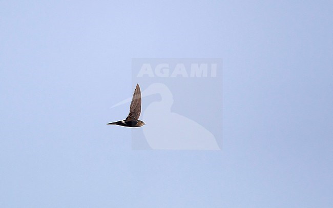 Cook's Swift (Apus cooki) in flight at Doi Angkang, Thailand stock-image by Agami/Helge Sorensen,