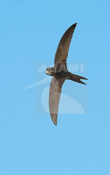 Common Swift (Apus apus) flying, migrating with high speed in blue sky showing upperside stock-image by Agami/Ran Schols,