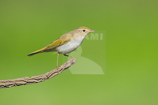 Western Bonelli's Warbler (Phylloscopus bonelli) perched on a branch stock-image by Agami/Alain Ghignone,