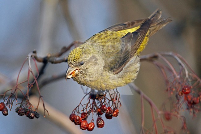 Foeragerende Kruisbek, Foraging Red Crossbill stock-image by Agami/Markus Varesvuo,