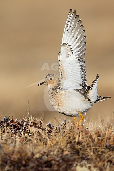 Adult Buff-breasted Sandpiper (Calidris subruficollis) on the arctic tundra near Barrow in northern Alaska, United States. Displaying male in courtship, to attract a mate. stock-image by Agami/Dubi Shapiro,