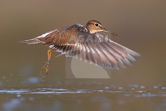 Oeverloper; Common Sandpiper; Actitis hypoleucos stock-image by Agami/Daniele Occhiato,